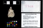 Foto (Objekt + Etikett) von Pithonoton marginatum (von Meyer, 1842)  (NHMW-GEO-2014-0194-0706)